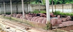 Peternakan Babi Desa Sidowaluyo Lamsel Diduga Cemari Lingkungan