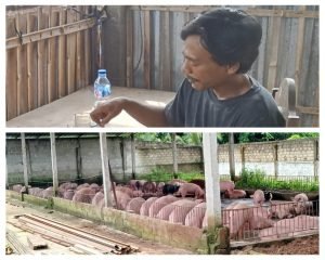 DLH Lampung Selatan Terkesan Bungkam Terkait Izin Usaha Ternak Babi Milik Nyoman