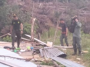 Tim Gabungan Tindak Tegas Perambahan Hutan di Lunang, Industri Kayu Ilegal Jadi Sorotan