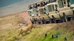 Safari Liar di Tanzania: Panduan Petualangan 2025