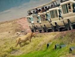 Safari Liar di Tanzania: Panduan Petualangan 2025