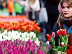 Cara Memilih Waktu Terbaik Berkunjung Ke Belanda Untuk Melihat Bunga Tulip Bermekaran